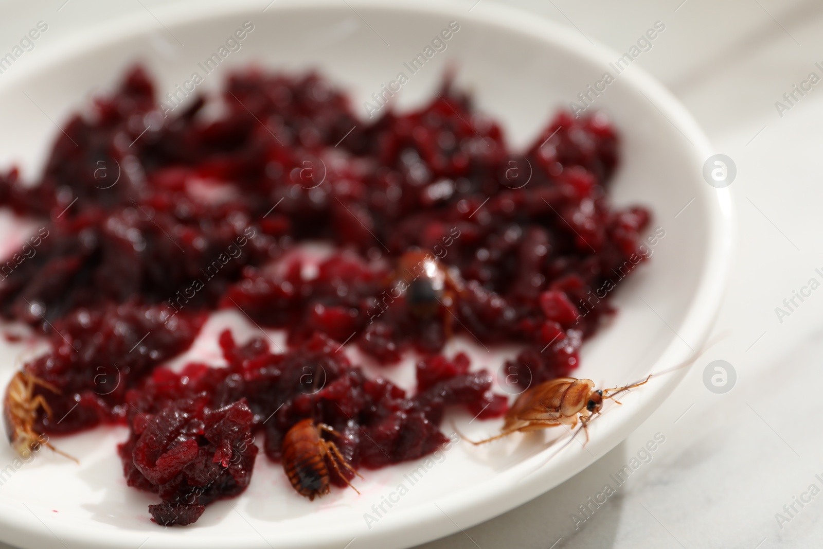 Cockroaches crawling on plate with grated red beets on light table, closeup Photo of Cockroaches crawling on plate with grated red beets on light table, closeup