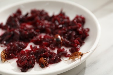 Photo of Cockroaches crawling on plate with grated red beets on light table, closeup
