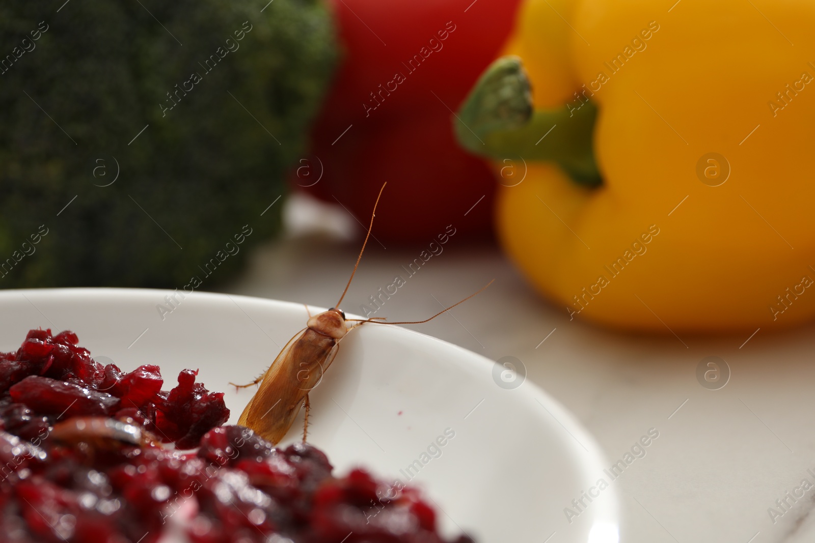 Cockroach crawling on plate with grated red beets on table, closeup Photo of Cockroach crawling on plate with grated red beets on table, closeup