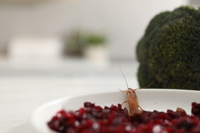 Photo of Cockroach crawling on plate with grated red beets in kitchen, closeup. Space for text