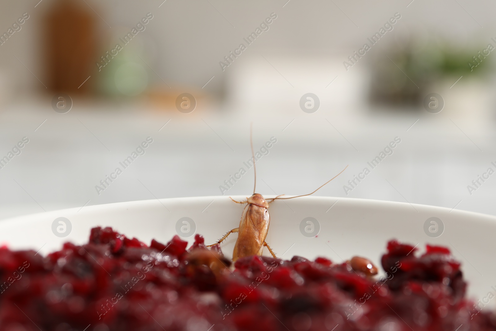 Cockroach crawling on plate with grated red beets in kitchen, closeup Photo of Cockroach crawling on plate with grated red beets in kitchen, closeup