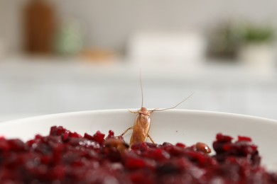 Photo of Cockroach crawling on plate with grated red beets in kitchen, closeup