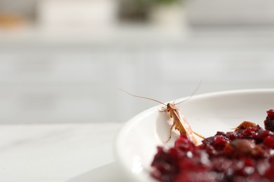 Photo of Cockroach crawling on plate with grated red beets in kitchen, closeup. Space for text