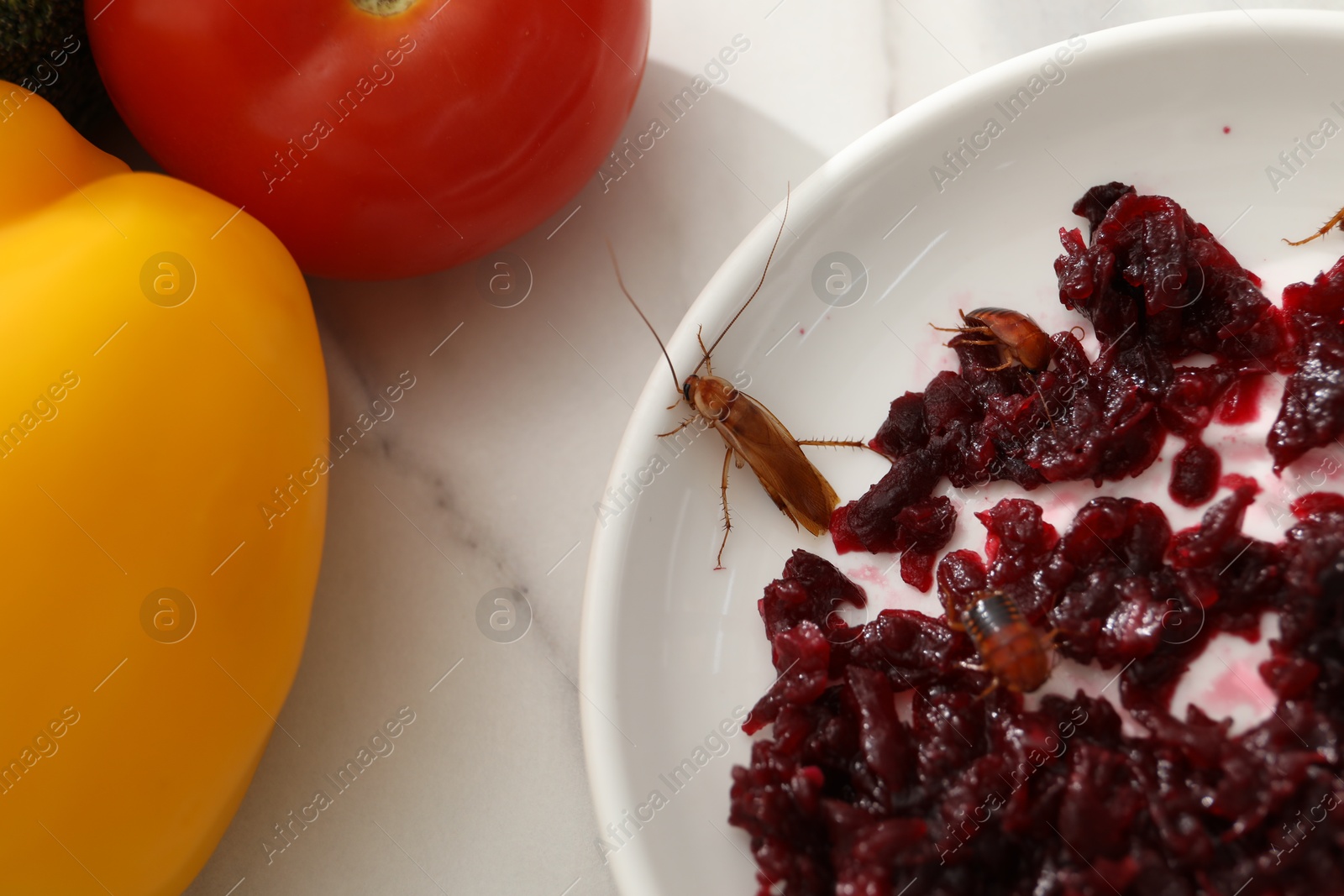 Cockroaches crawling on plate with grated red beets on light table, top view Photo of Cockroaches crawling on plate with grated red beets on light table, top view