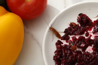 Photo of Cockroaches crawling on plate with grated red beets on light table, top view