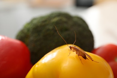 Photo of Cockroach crawling on bell pepper indoors, closeup