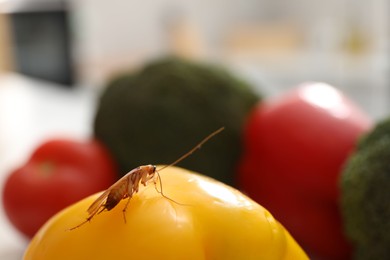 Photo of Cockroach crawling on bell pepper indoors, closeup