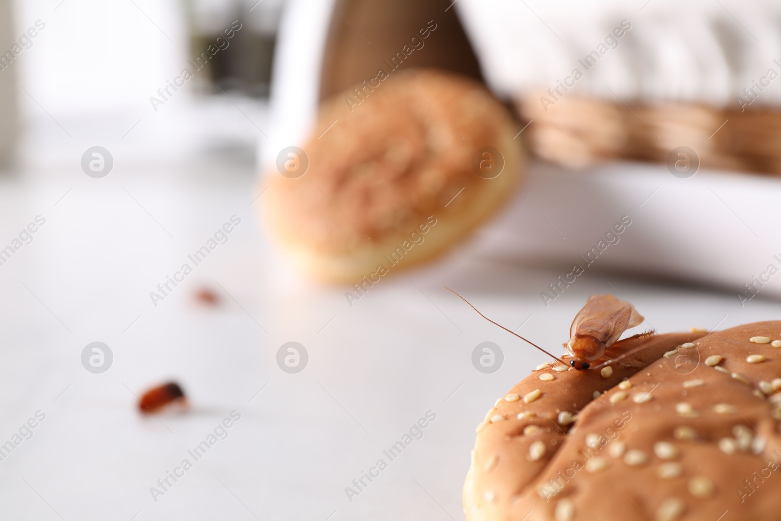 Cockroaches crawling on buns with sesame seeds on light table, selective focus Photo of Cockroaches crawling on buns with sesame seeds on light table, selective focus