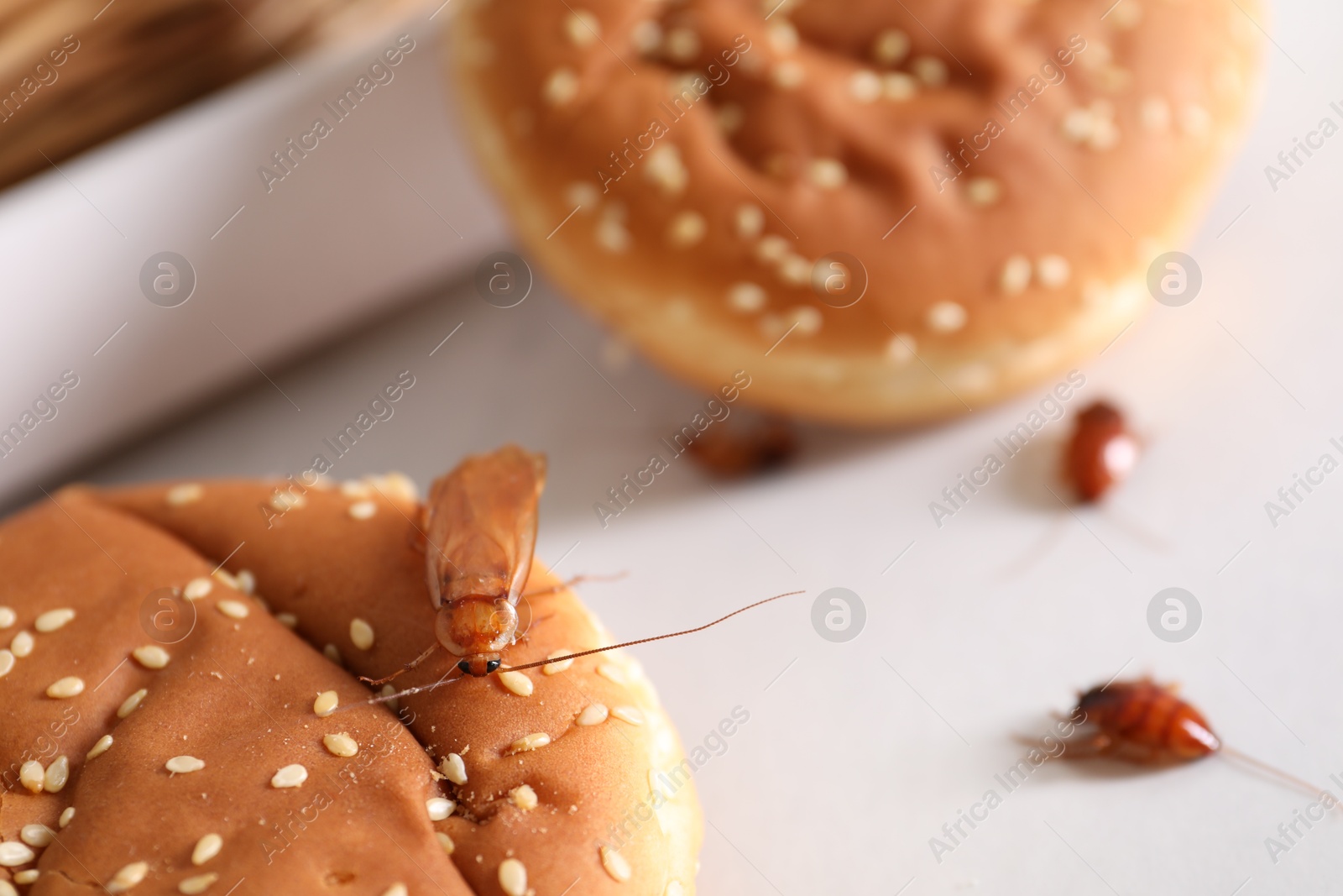 Cockroaches crawling on buns with sesame seeds on light table, selective focus Photo of Cockroaches crawling on buns with sesame seeds on light table, selective focus