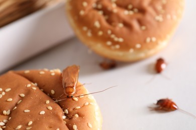 Photo of Cockroaches crawling on buns with sesame seeds on light table, selective focus