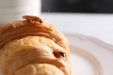 Photo of Cockroaches crawling on croissant on table, closeup