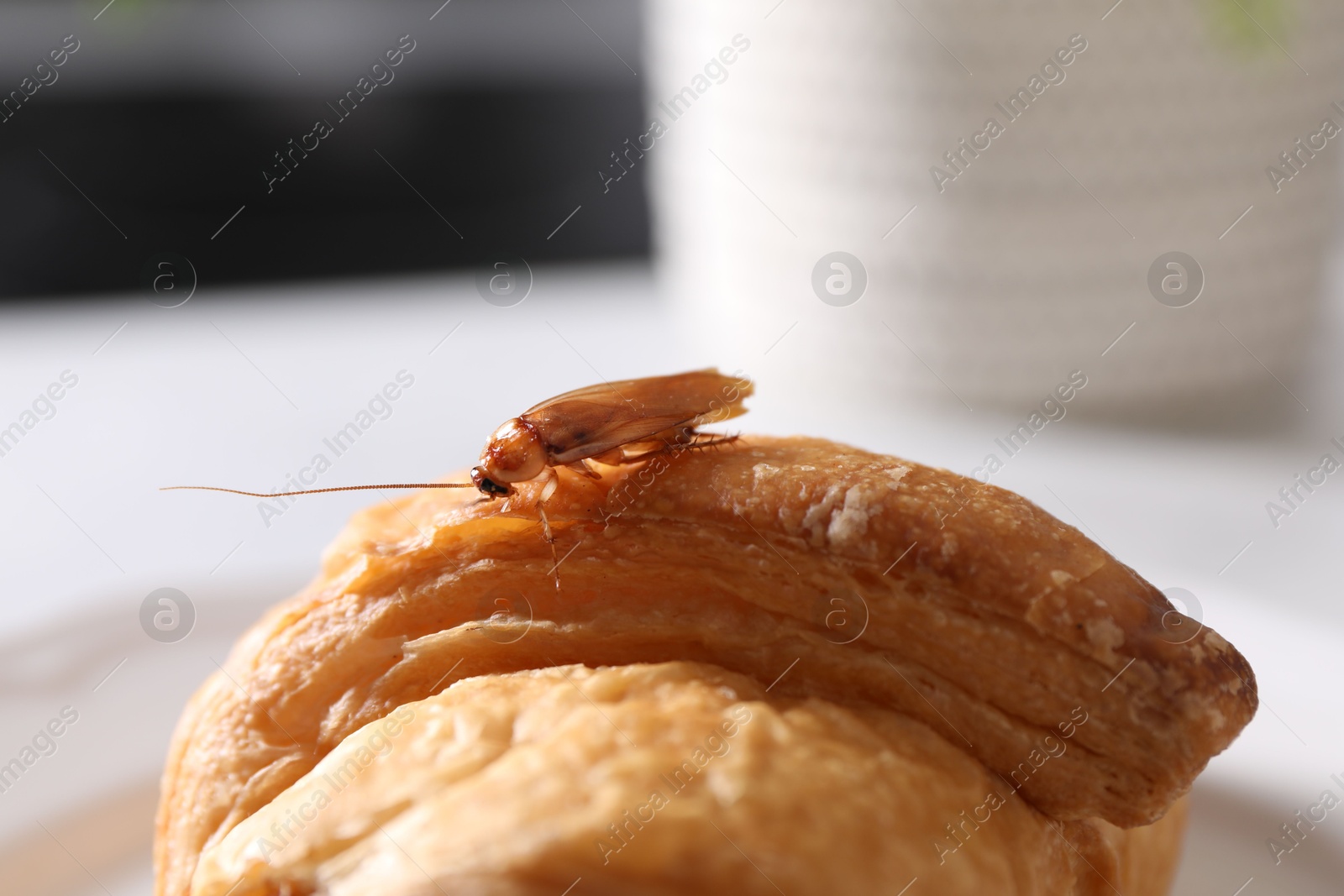 Cockroach crawling on croissant on table, closeup Photo of Cockroach crawling on croissant on table, closeup
