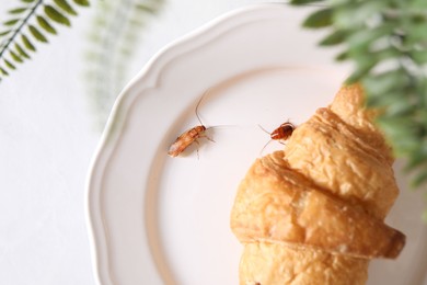 Photo of Cockroaches crawling on plate with croissant on white table, top view