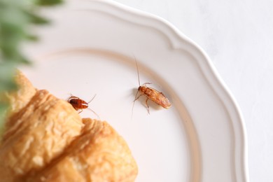 Photo of Cockroaches crawling on plate with croissant on white table, top view