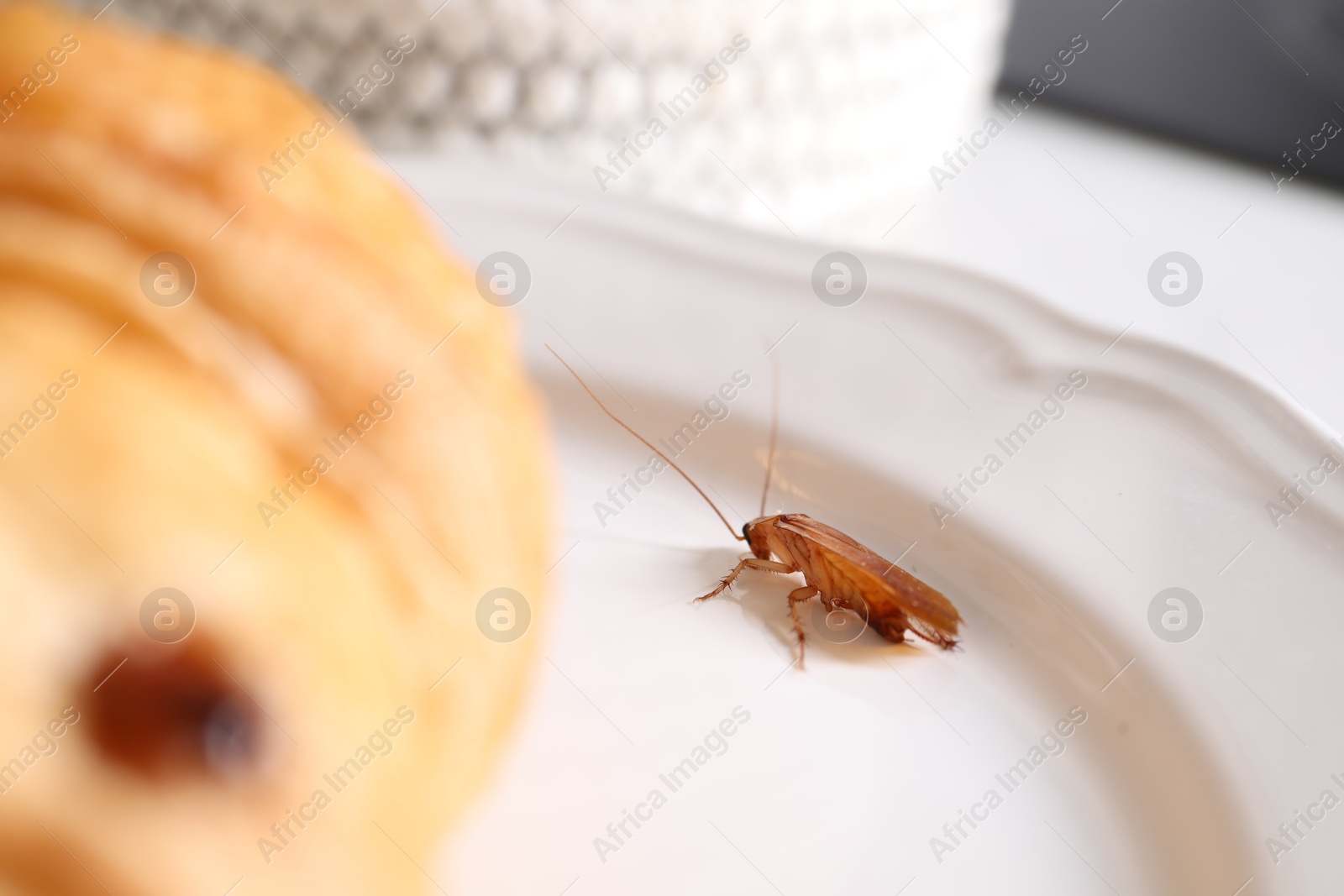 Cockroaches crawling on plate indoors, closeup view Photo of Cockroaches crawling on plate indoors, closeup view