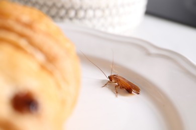 Photo of Cockroaches crawling on plate indoors, closeup view