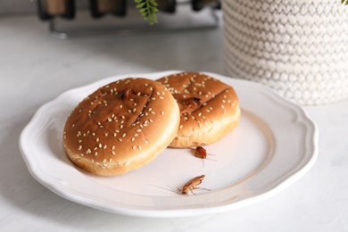 Photo of Cockroaches crawling on plate with buns on light table, closeup