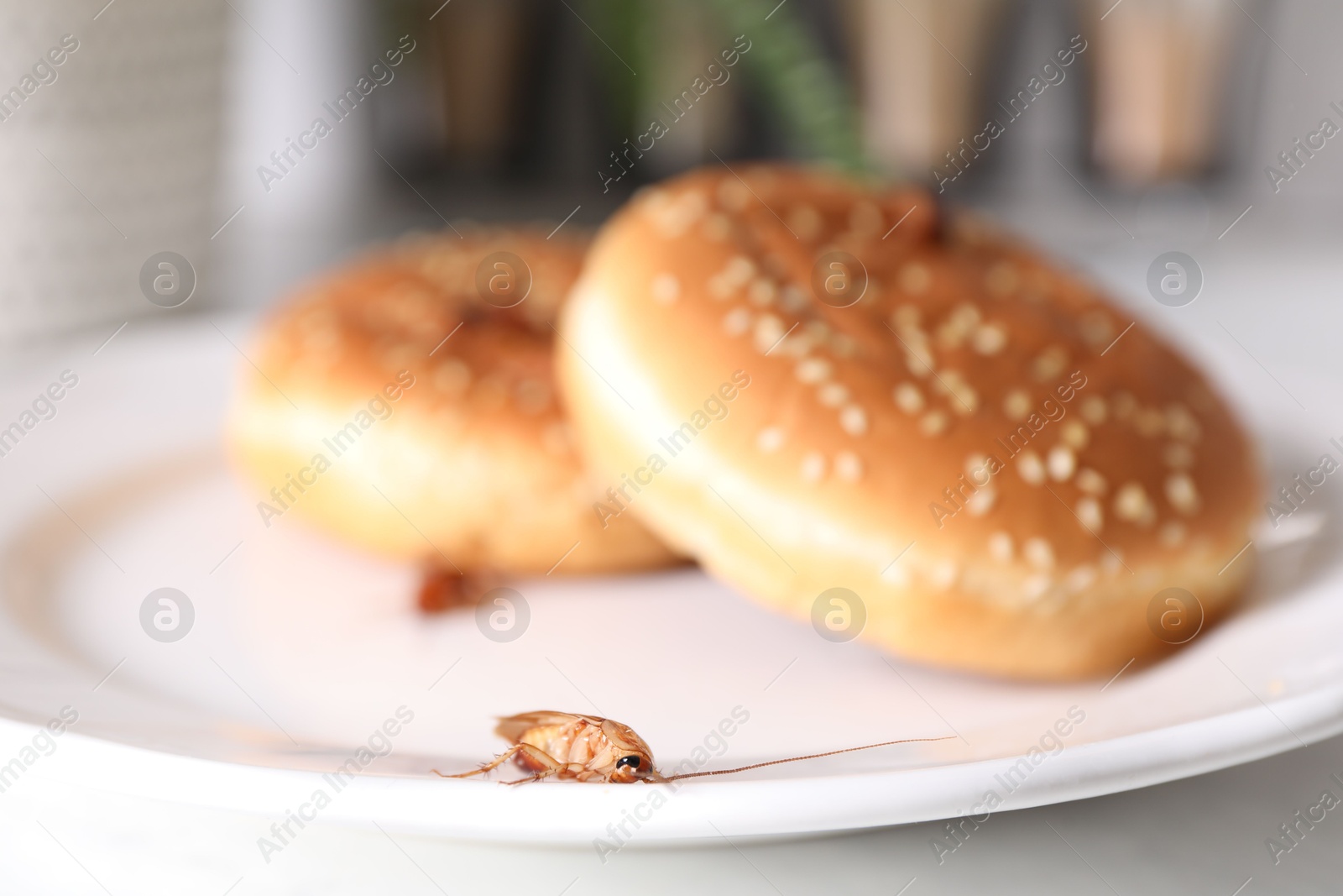 Cockroaches crawling on plate with buns on table, closeup Photo of Cockroaches crawling on plate with buns on table, closeup