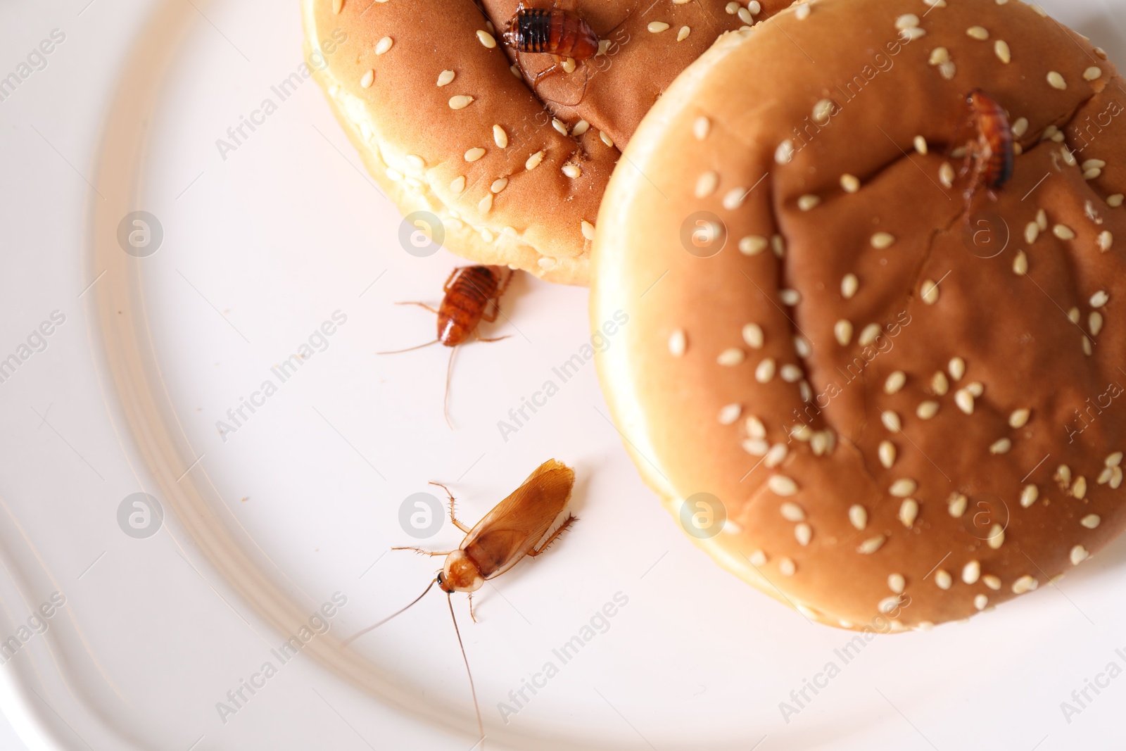 Cockroaches crawling on plate with buns, top view Photo of Cockroaches crawling on plate with buns, top view