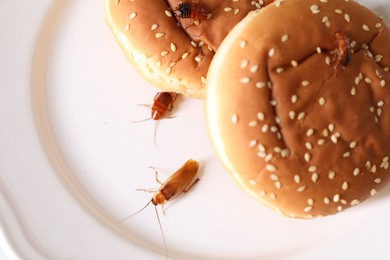 Photo of Cockroaches crawling on plate with buns, top view