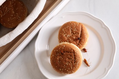 Photo of Cockroaches crawling on plate with buns on light table, top view