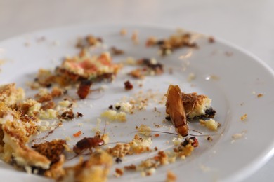 Photo of Cockroaches crawling on plate with food leftovers, closeup