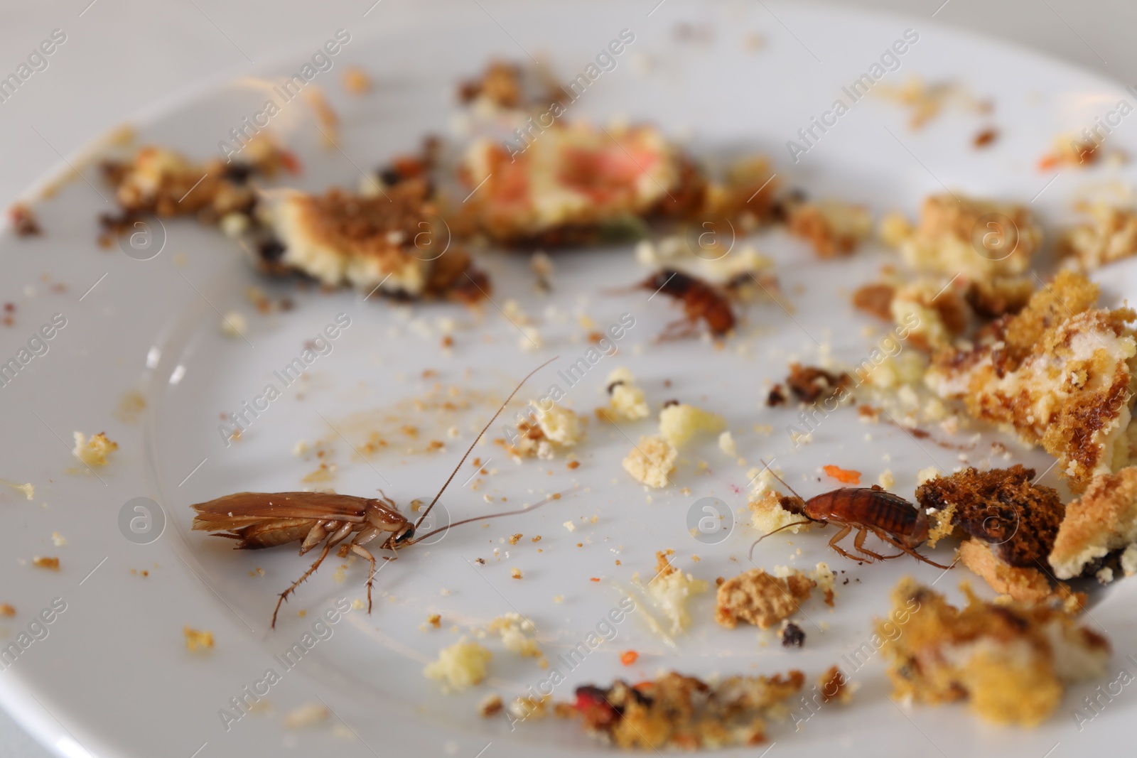 Cockroaches crawling on plate with food leftovers, closeup Photo of Cockroaches crawling on plate with food leftovers, closeup