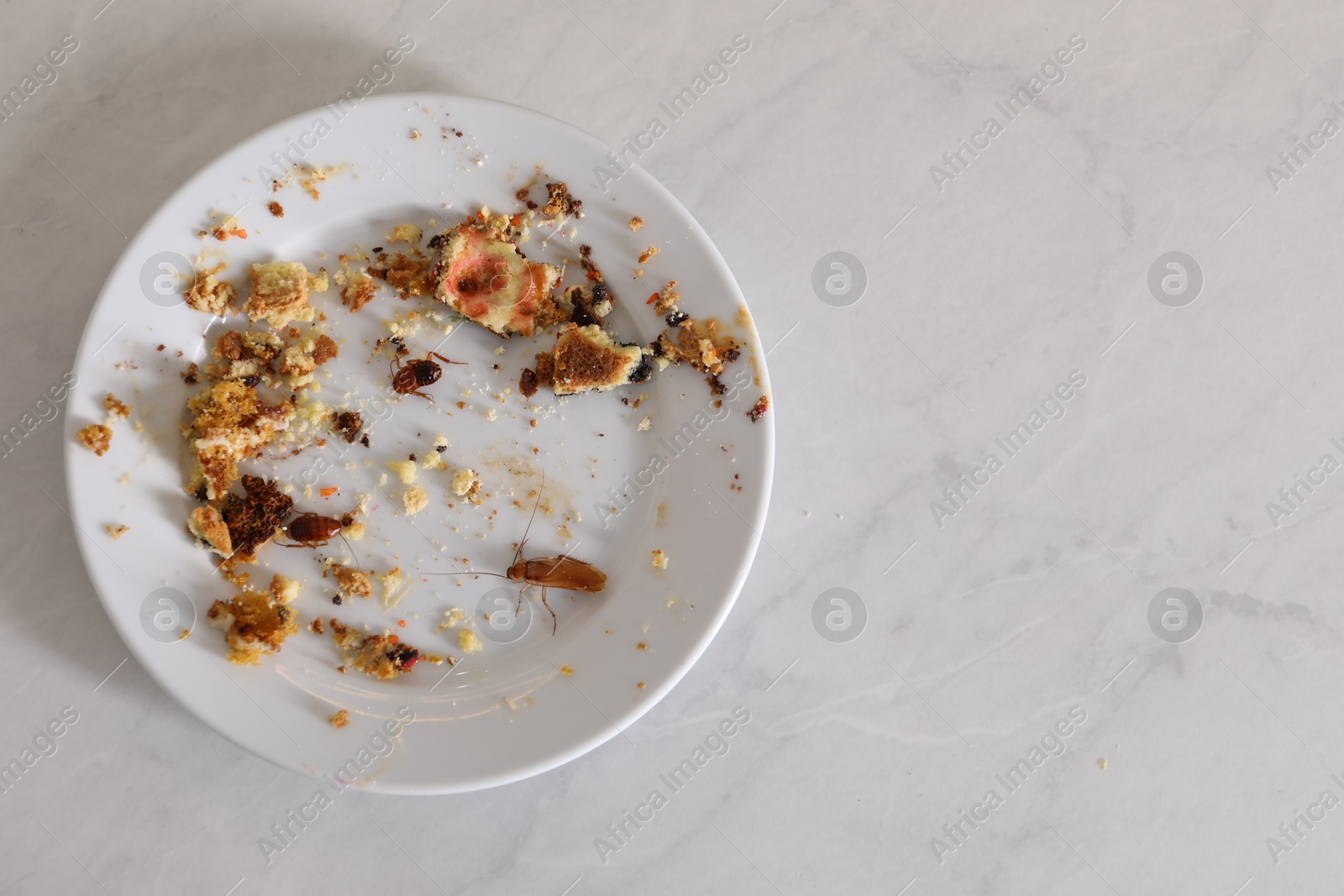 Cockroaches crawling on plate with food leftovers on light table, top view. Space for text Photo of Cockroaches crawling on plate with food leftovers on light table, top view. Space for text