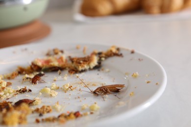 Photo of Cockroaches crawling on plate with food leftovers, closeup