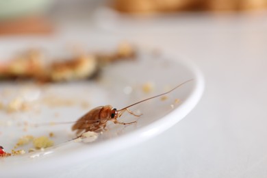 Photo of Cockroach crawling on plate with food leftovers, closeup