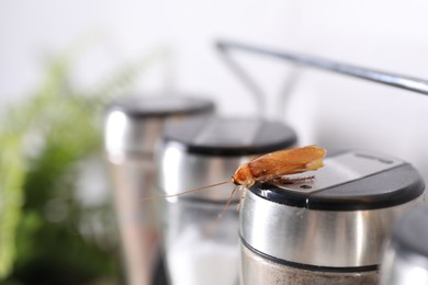 Photo of Cockroach crawling on pepper shaker indoors, closeup