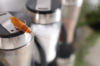 Photo of Cockroach crawling on pepper shaker indoors, closeup. Space for text