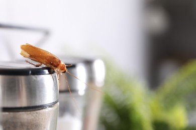 Photo of Cockroach crawling on pepper shaker indoors, closeup. Space for text