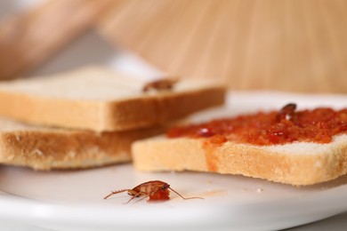 Photo of Cockroaches crawling on bread with adjika sauce on table, selective focus