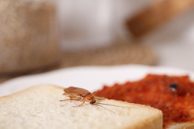 Photo of Cockroach crawling on bread against blurred background, closeup