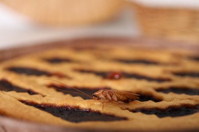Photo of Cockroach crawling on pie in kitchen, closeup
