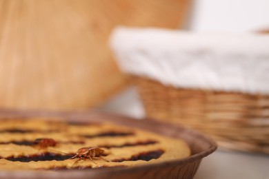 Photo of Cockroach crawling on pie in kitchen, closeup