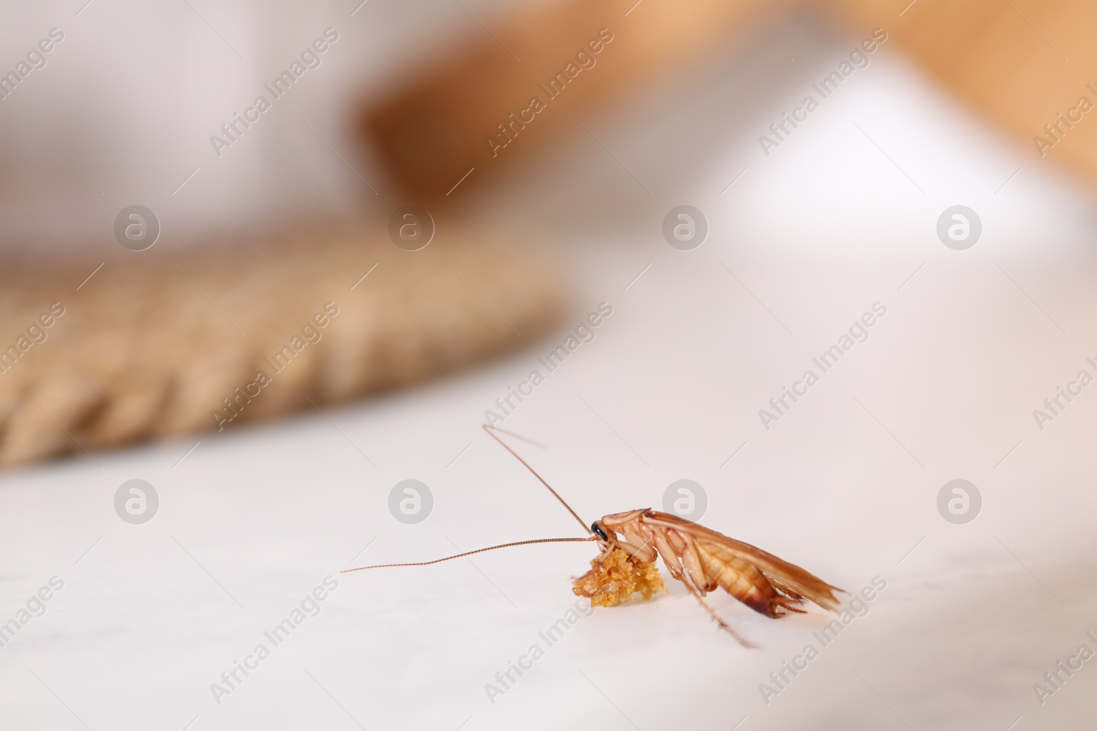 Cockroach with food crumb on white table Photo of Cockroach with food crumb on white table