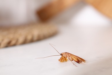 Photo of Cockroach with food crumb on white table