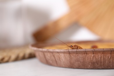 Photo of Cockroach crawling on pie on light table, closeup