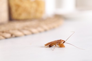 Photo of Cockroach with food crumb on white table