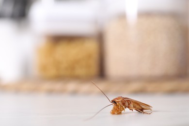 Photo of Cockroach with food crumb on white table