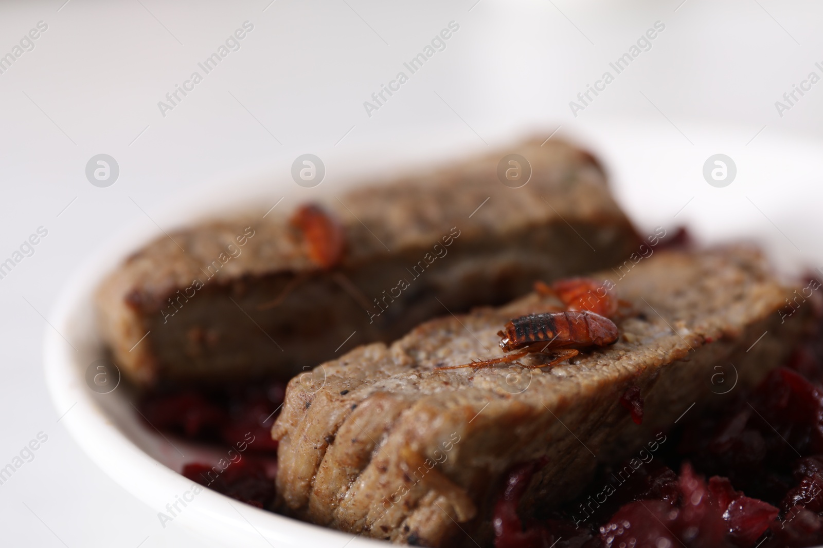 Cockroaches crawling on roasted beef meat on table, selective focus Photo of Cockroaches crawling on roasted beef meat on table, selective focus