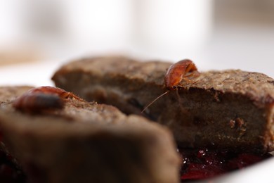 Photo of Cockroaches crawling on roasted beef meat on table, closeup