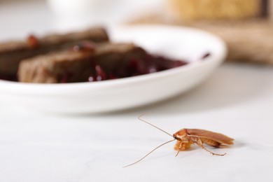 Photo of Cockroach with food crumb on white table