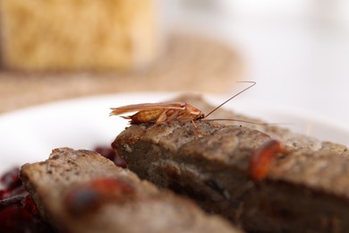 Photo of Cockroaches crawling on roasted beef meat on table, selective focus