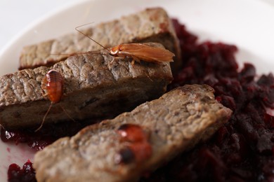Photo of Cockroaches crawling on roasted beef meat on table, closeup