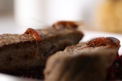 Photo of Cockroaches crawling on roasted beef meat on table, closeup