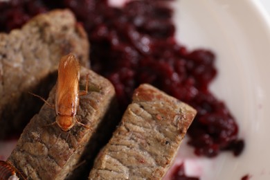 Photo of Cockroach crawling on roasted beef meat on table, top view