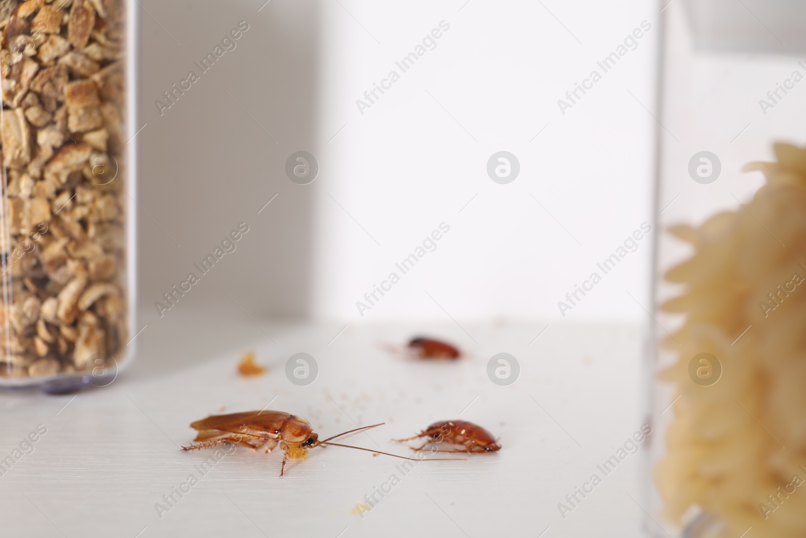 Cockroaches with food crumbs on the table, selective focus Photo of Cockroaches with food crumbs on the table, selective focus